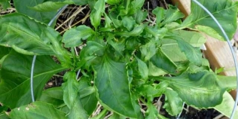 Zašto sadnice paprike savijaju listove + fotografija